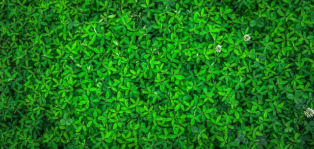 zelené listy